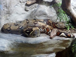 Boa Constrictor snake