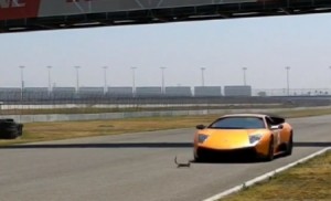 Lamborghini Murcielago Squirrel Fontana California