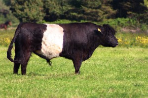 A bull gored a man at Spanish festival (Malene Thyssen/Wikimedia)