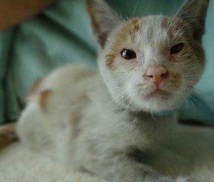 Kitten Ni Hao survived 30 days at sea inside a shipping container transported from China to U.S. (LA County)