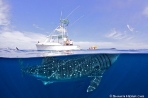 whale shark