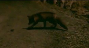 Norwegian fox steals iPhone whose app impersonated rabbit (Youtube)