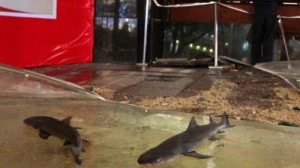 Shark-filled aquarium breaks up at Shanghai shopping center