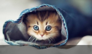 Worlds loveliest kitten Daisy