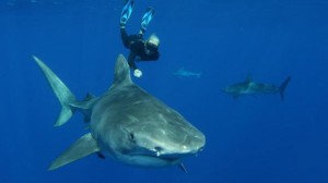 Ocean Ramsey great white shark
