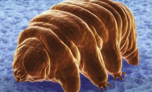 http://www.foxcrawl.com/wp-content/uploads/2013/02/Tardigrade-Water-Bear.jpg