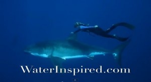 Ocean Ramsey Shark