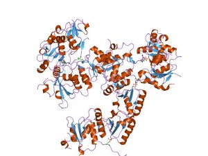  Breast cancer associated protein, BRCA1