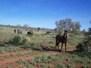 Wild feral horses Australia