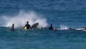 Whale surfer Bondi Beach
