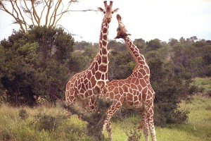 Kenya Giraffe