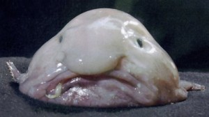 Blobfish