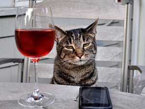cat wine