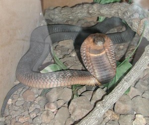 Egyptian cobra