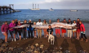 Biggest oarfish California
