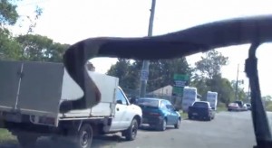 Black snake crawls windshield, scares Australian passengers (Youtube capture)