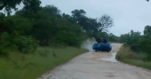 Elephant tips over vehicle with tourists at Kruger Park (Capture Youtube)