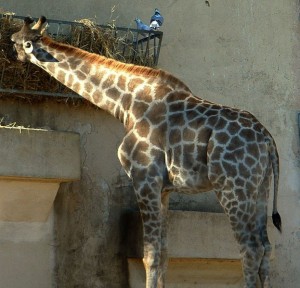 Giraffe picture public domain