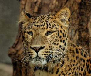 leopard public domain