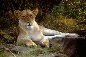 African lion female