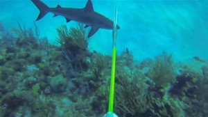 Shark Caribbean Sea