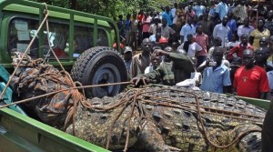 uganda crocodile lake victoria