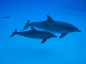dolphins picture