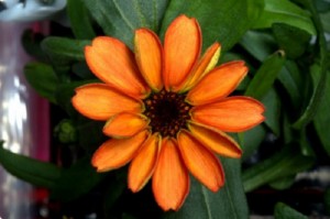 First space flower grown on ISS (Twitter/NASA)