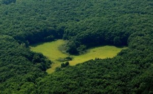heart-shaped forest glade