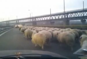 Sheep on A2 freeway crossing a bridge over Danube river (capture: youtube)