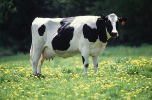 holstein cow