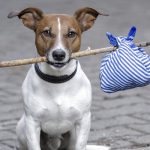 Mobile app helps you find your lost pet