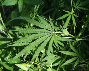 marihuana plant