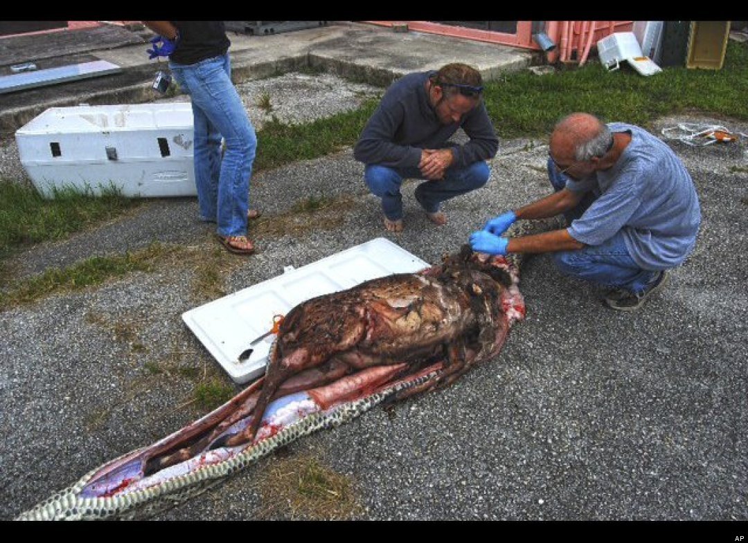Florida Python had whole deer in stomach - Foxcrawl