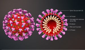 Coronavirus (pic: wikimedia commons)
